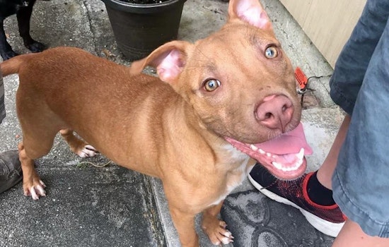 Puppies in New Orleans looking for their fur-ever homes