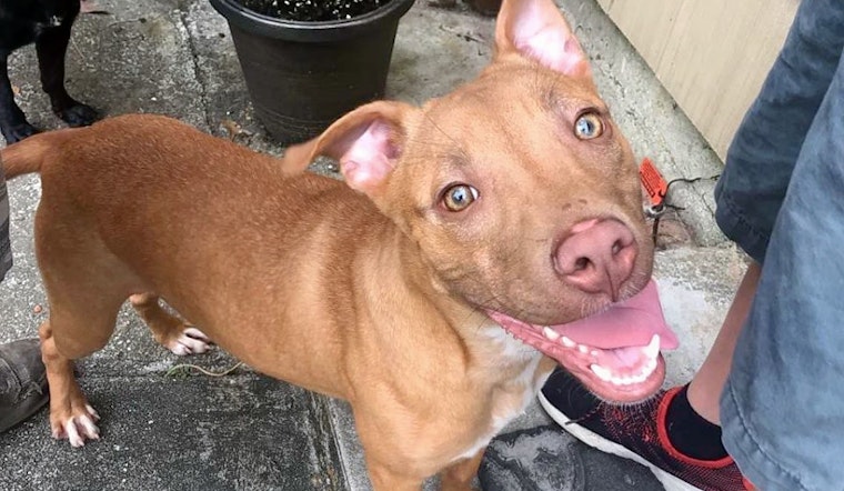 Puppies in New Orleans looking for their fur-ever homes