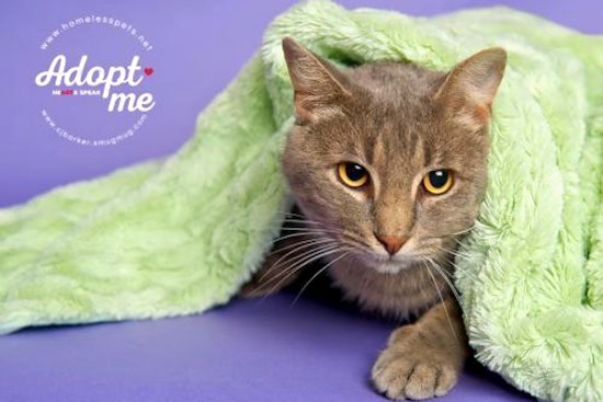 Cats in Houston looking for their fur-ever homes