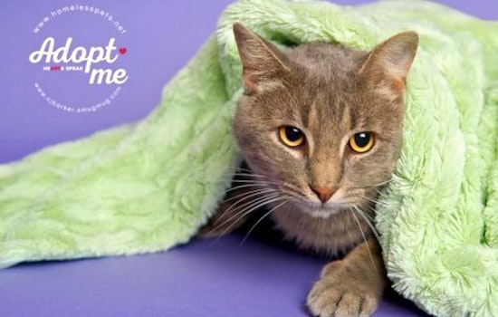 Cats in Houston looking for their fur-ever homes