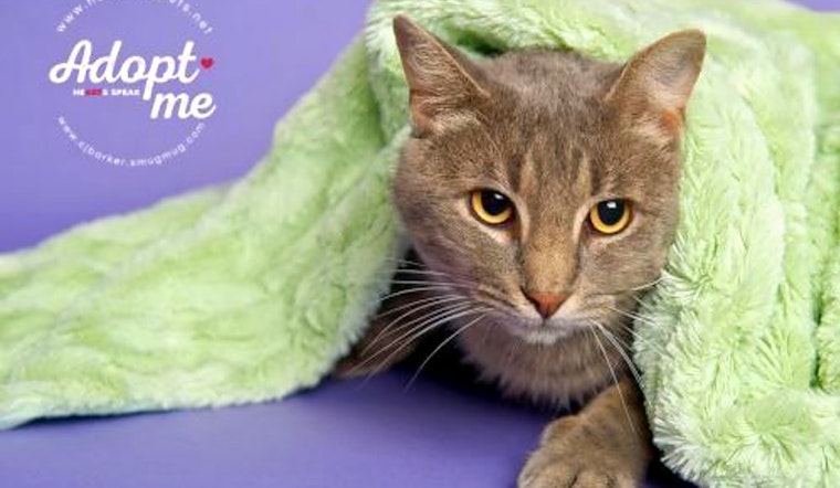 Cats in Houston looking for their fur-ever homes
