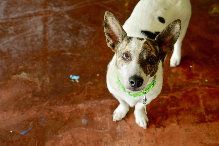 Dogs in San Antonio looking for their fur-ever homes