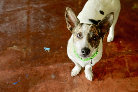Dogs in San Antonio looking for their fur-ever homes