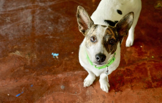 Dogs in San Antonio looking for their fur-ever homes