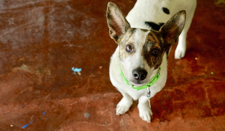 Dogs in San Antonio looking for their fur-ever homes