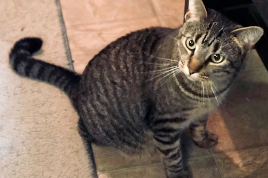 Cats in Fort Worth looking for their fur-ever homes