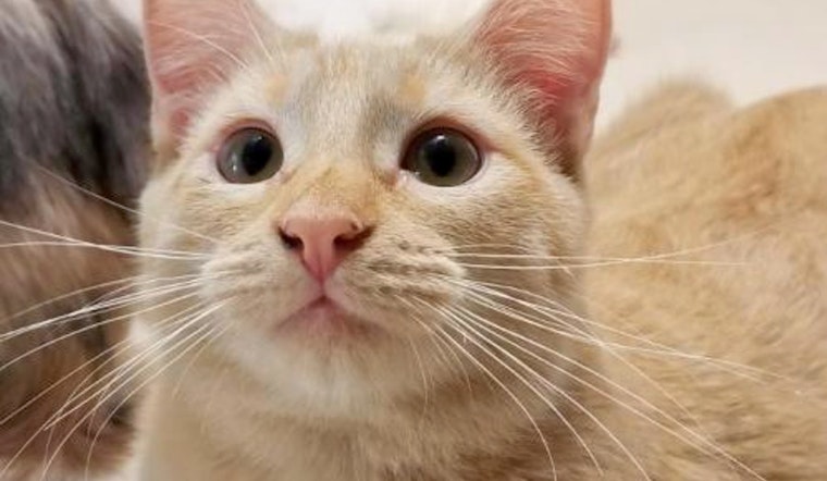 Cats in Plano looking for their fur-ever homes