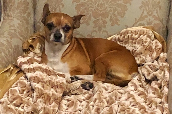Dogs in Arlington looking for their fur-ever homes