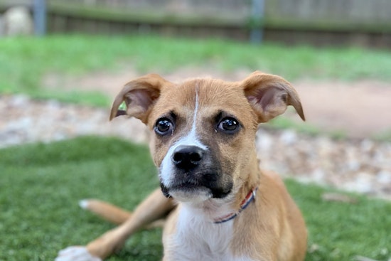 Puppies in Austin looking for their fur-ever homes