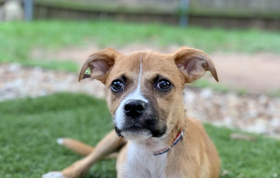 Puppies in Austin looking for their fur-ever homes