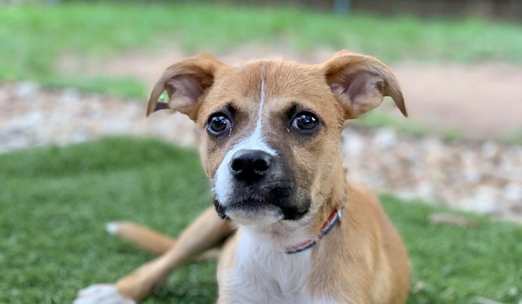 Puppies in Austin looking for their fur-ever homes