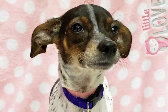 Puppies in Tulsa looking for their fur-ever homes