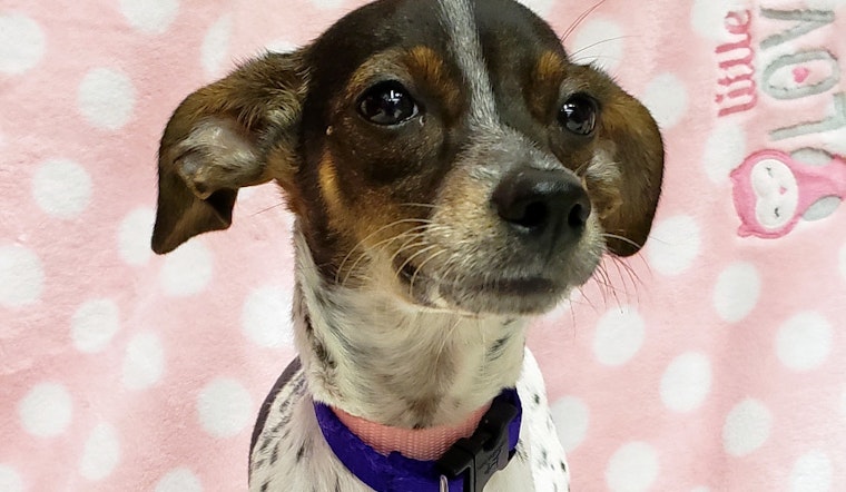 Puppies in Tulsa looking for their fur-ever homes