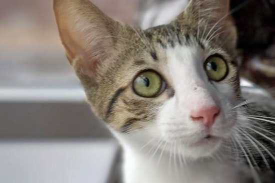 Kittens in Denver looking for their fur-ever homes