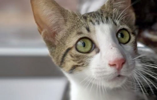 Kittens in Denver looking for their fur-ever homes