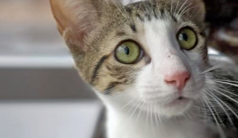 Kittens in Denver looking for their fur-ever homes