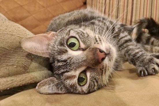 Cats in Aurora looking for their fur-ever homes