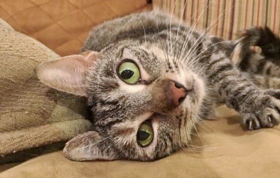 Cats in Aurora looking for their fur-ever homes