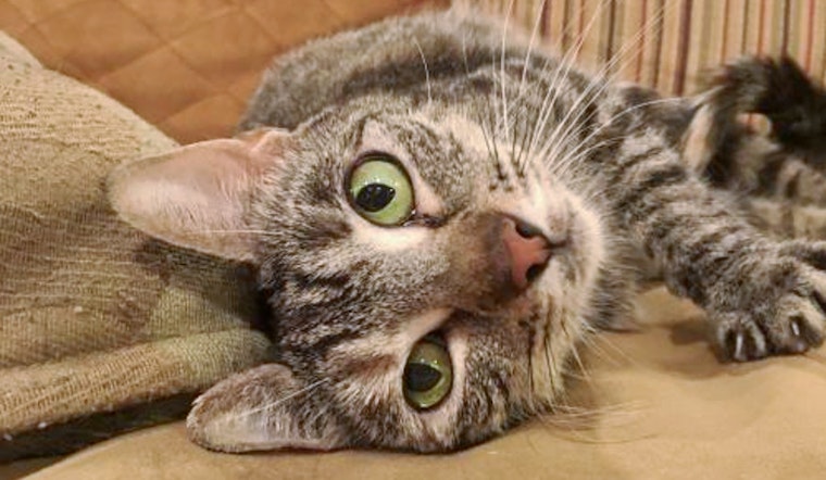 Cats in Aurora looking for their fur-ever homes