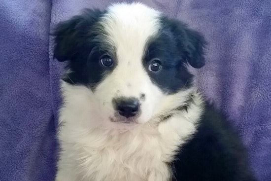Puppies in Colorado Springs looking for their fur-ever homes