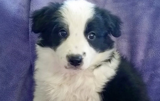 Puppies in Colorado Springs looking for their fur-ever homes