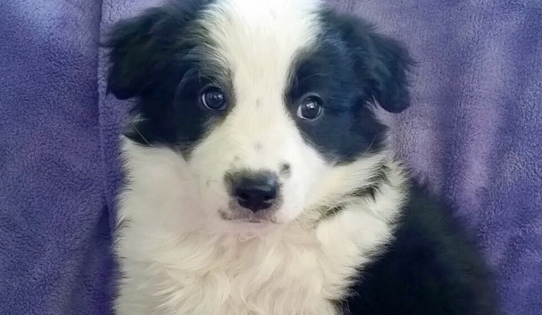 Puppies in Colorado Springs looking for their fur-ever homes