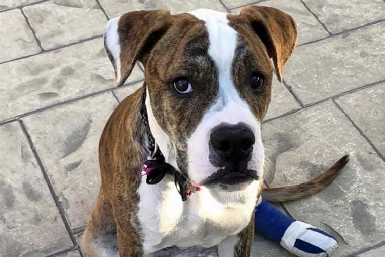 Puppies in Las Vegas looking for their fur-ever homes