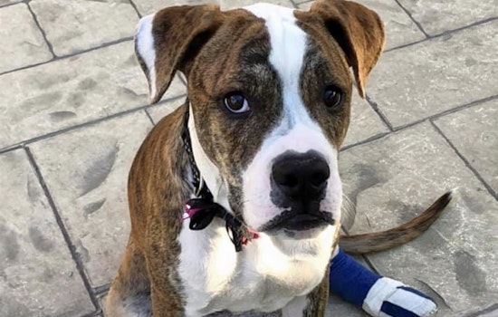 Puppies in Las Vegas looking for their fur-ever homes