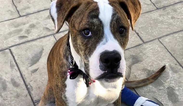 Puppies in Las Vegas looking for their fur-ever homes