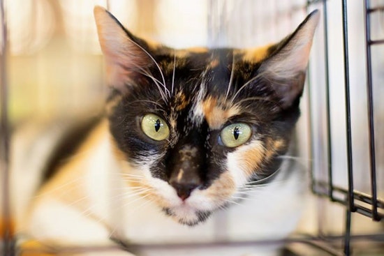 Cats in Phoenix looking for their fur-ever homes