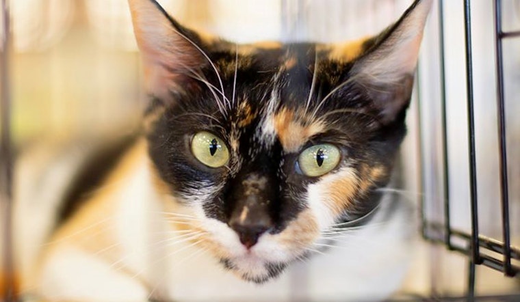 Cats in Phoenix looking for their fur-ever homes