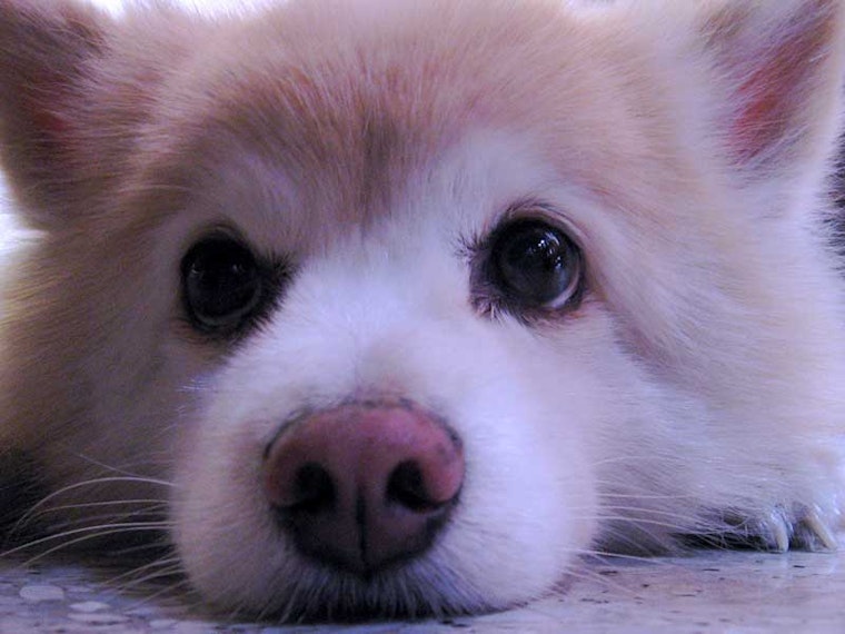 Do You Have San Francisco's Cutest Dog?