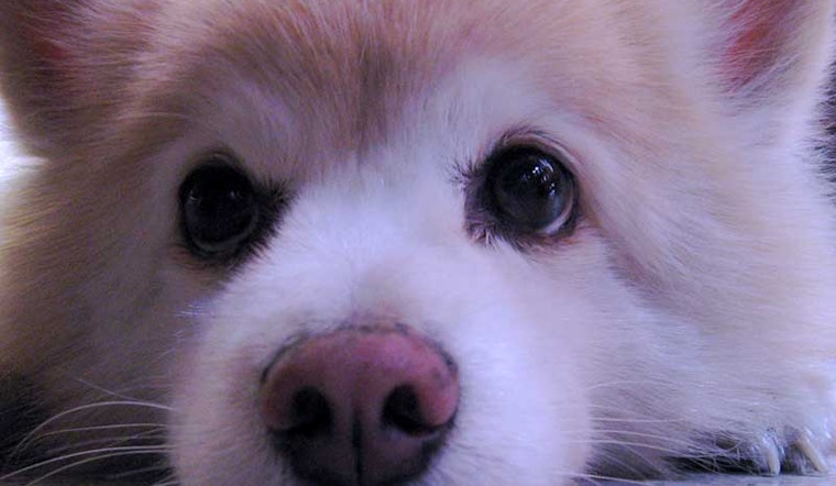 Do You Have San Francisco's Cutest Dog?