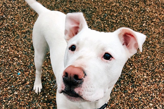 Dogs in Kansas City looking for their fur-ever homes