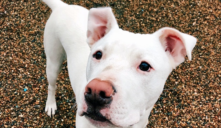 Dogs in Kansas City looking for their fur-ever homes