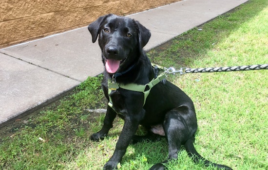 Puppies in Oklahoma City looking for their fur-ever homes