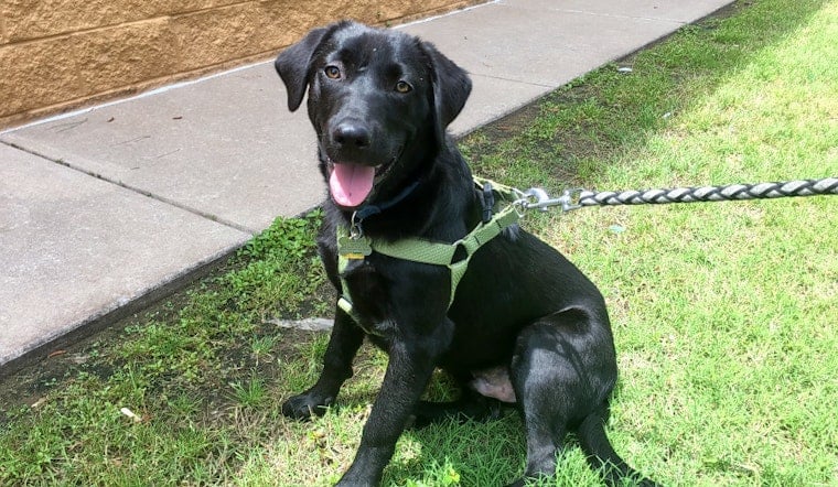 Puppies in Oklahoma City looking for their fur-ever homes