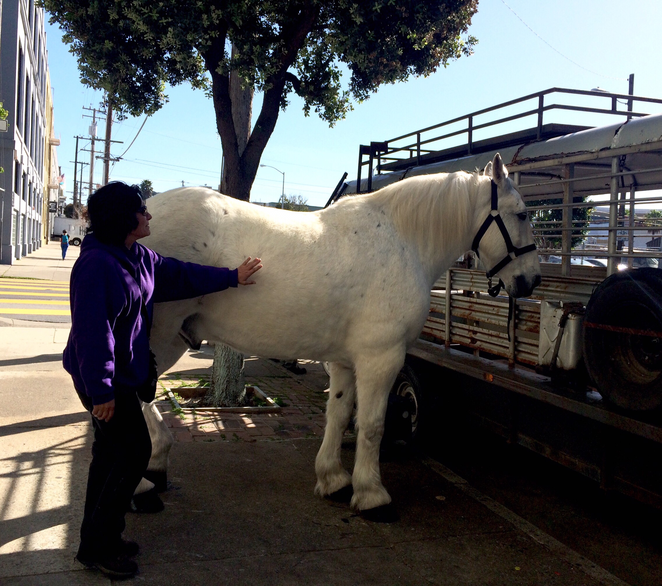 A Horse Hangs Out on Harrison Street
