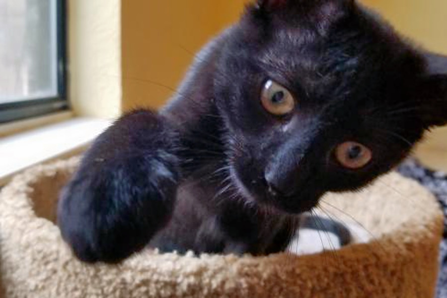 Kittens in Dallas looking for their furever homes