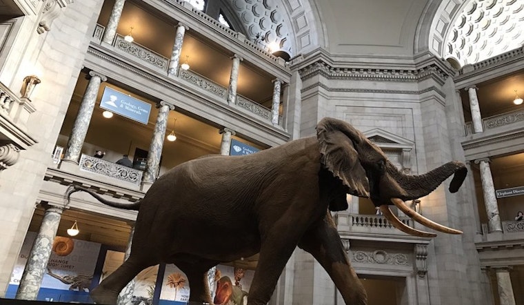 4 community and cultural events worth seeking out in Washington this weekend