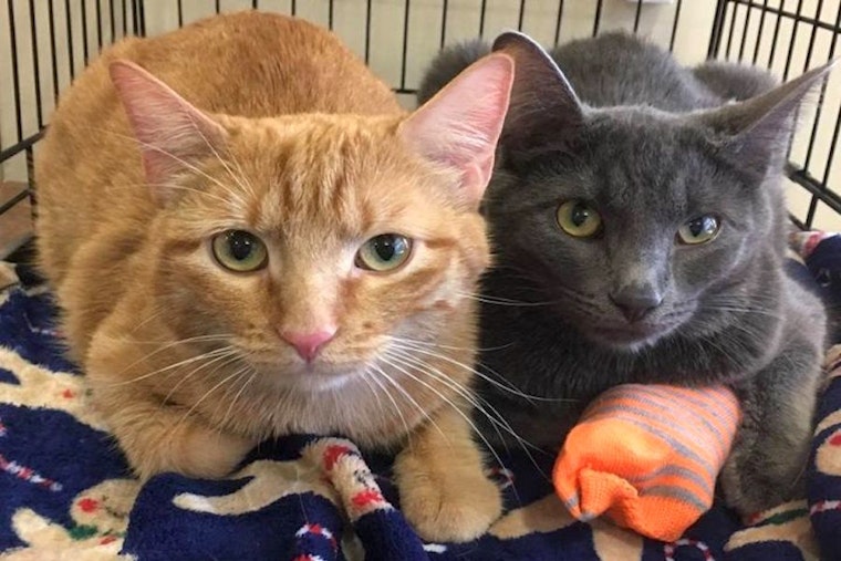 Kittens in Omaha looking for their fur-ever homes