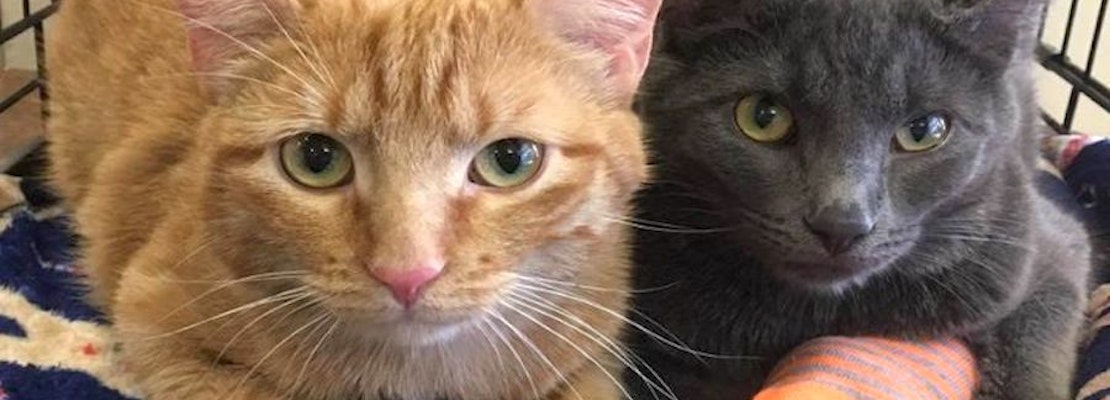 Kittens in Omaha looking for their fur-ever homes