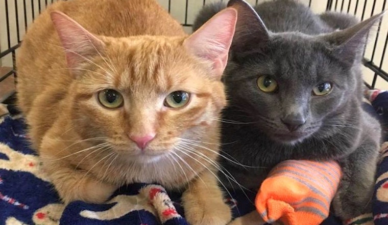 Kittens in Omaha looking for their fur-ever homes