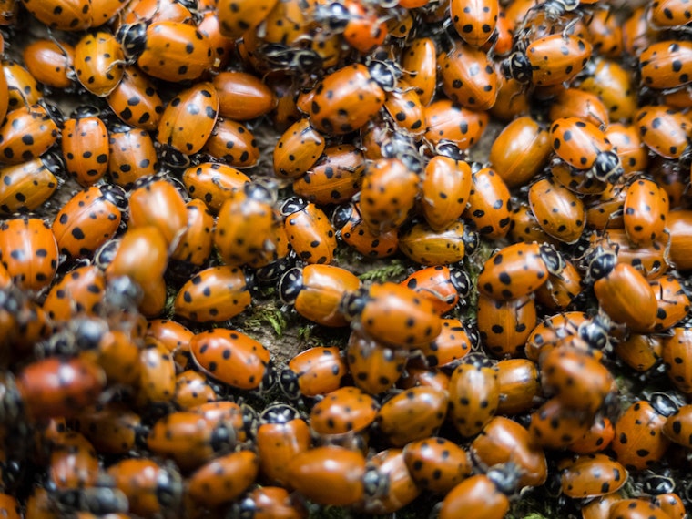 Top San Diego news: Massive ladybug swarm shows up on radar; POE gunman suffered from mental illness