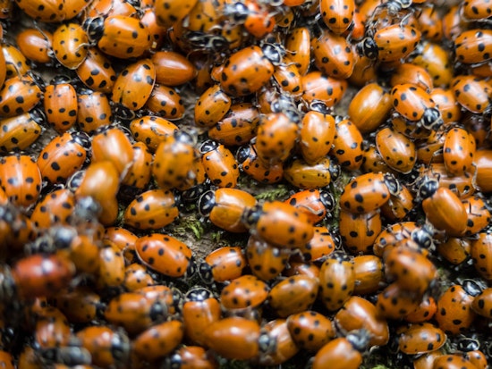 Top San Diego news: Massive ladybug swarm shows up on radar; POE gunman suffered from mental illness