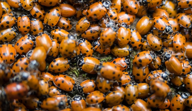 Top San Diego news: Massive ladybug swarm shows up on radar; POE gunman suffered from mental illness