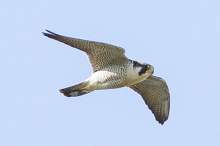 Top Baltimore news: Falcon rescued; charges against woman dropped in killing; more