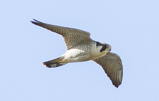 Top Baltimore news: Falcon rescued; charges against woman dropped in killing; more