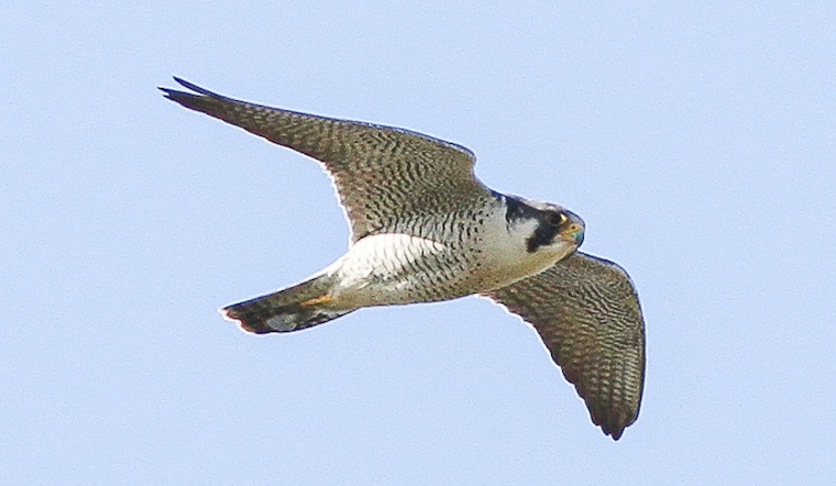 Top Baltimore news: Falcon rescued; charges against woman dropped in killing; more