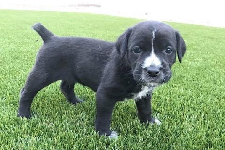 Puppies in Mesa looking for their fur-ever homes